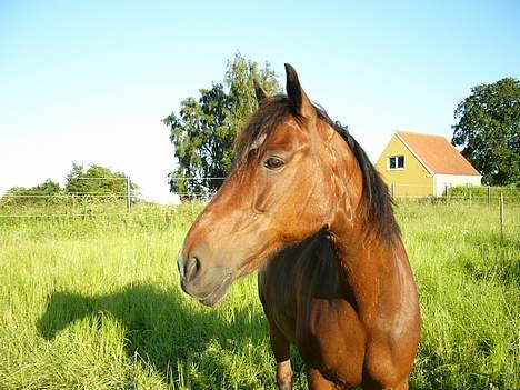 New Forest Roxsane - Roxsane på ridelejre 2006! billede 8