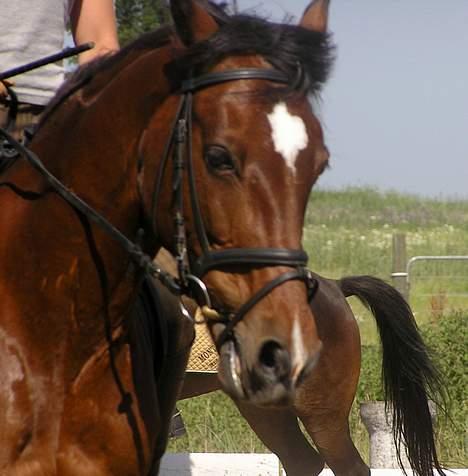 New Forest Roxsane - FLOT... billede 9
