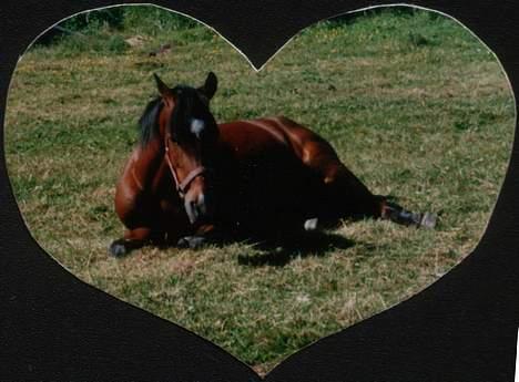 New Forest Roxsane - HEART! billede 10