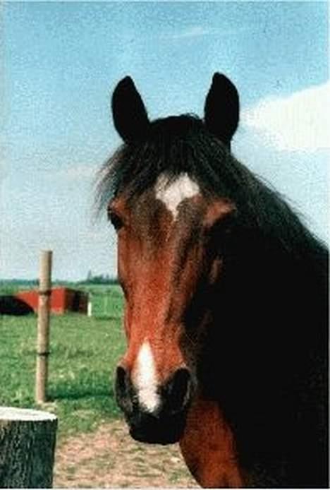 New Forest Roxsane - ja, ja.... Jeg kommer nu?? billede 11