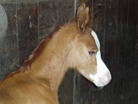 Arabisk fuldblod (OX) White Reflection D.SOLGT  - 2 dage gammel billede 4