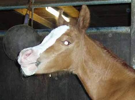 Arabisk fuldblod (OX) White Reflection D.SOLGT  - 2 dage gammel billede 5