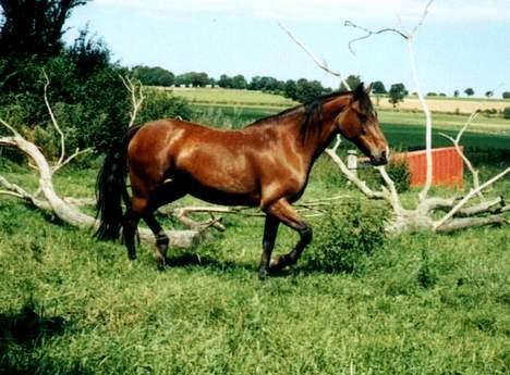 New Forest Roxsane - Unge Roxi.. billede 13