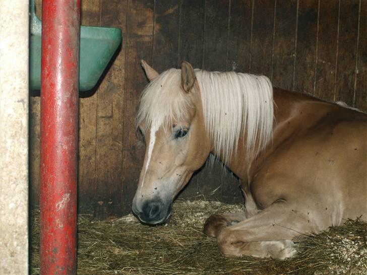 Haflinger Spunk/Aron DØD - det sidste billede af spunk... vi havde lige fået afvide ham skulle aflives og tog ned for at sige farvel...... RIP spunk min bedste hest..... dig findes der kun én af  billede 13