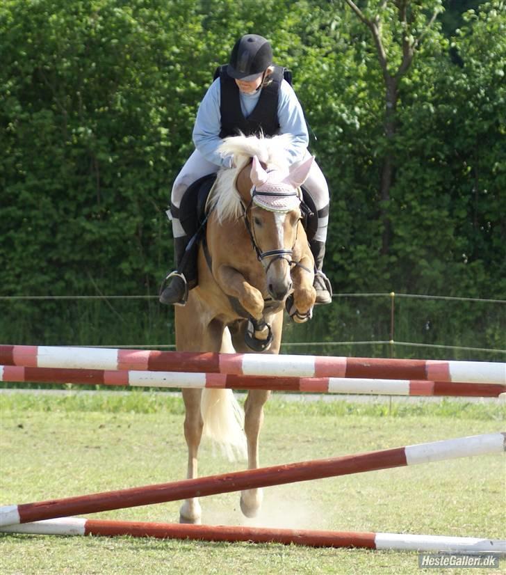 Haflinger Spunk/Aron DØD - spunk og mig til mcd stævne på mfr LA billede 15