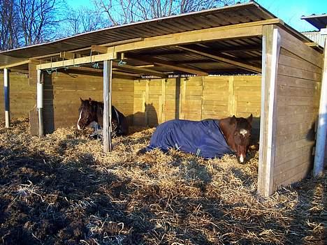 New Forest Roxsane - roxsane og xanto en kold vinter morgen på folden! billede 15