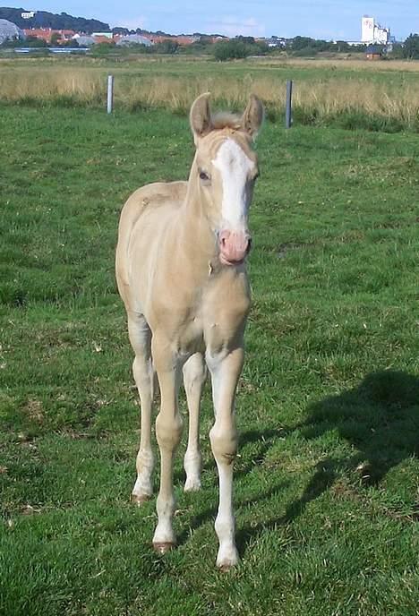 Palomino Gry - står og kigger : "kommer i og klør mig igen nuu ? Skøøøønt ! " billede 7