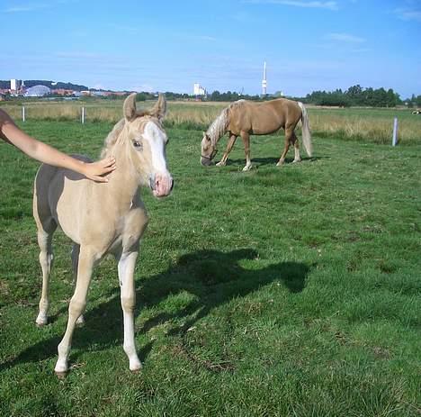 Palomino Gry - nussetrold - med mutti i baggrunden .. billede 10