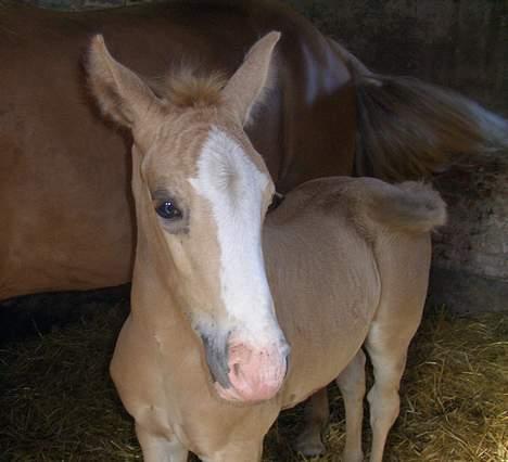 Palomino Gry - i boksen (: billede 14