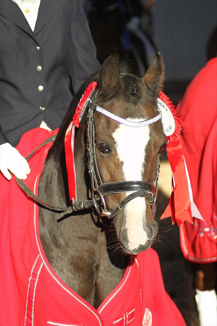 Welsh Mountain (sec A) Fakla Gerald A-pony  ¤Solgt¤ - Velkommen!  Fynsmester for hold 2o1o! <3 :D  billede 1