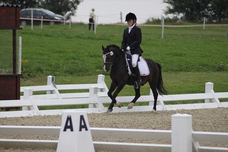 Welsh Mountain (sec A) Fakla Gerald A-pony  ¤Solgt¤ - LA3 til DM 2o1o! Gik i A-finalen! :´) billede 2