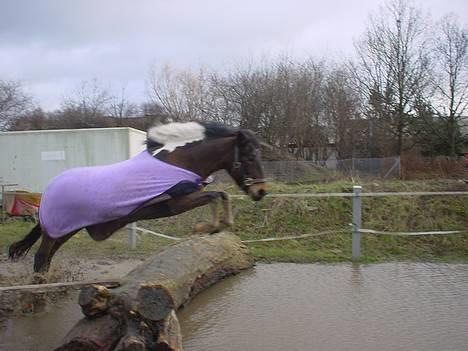 Anden særlig race tamara - spring. billede 3