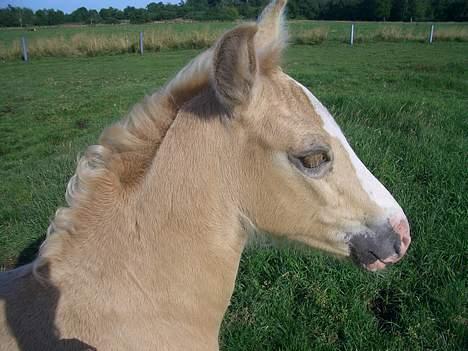 Palomino Gry billede 17