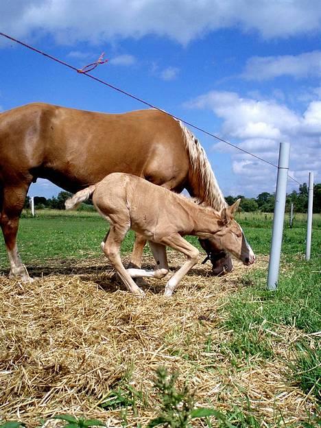 Palomino Gry billede 19