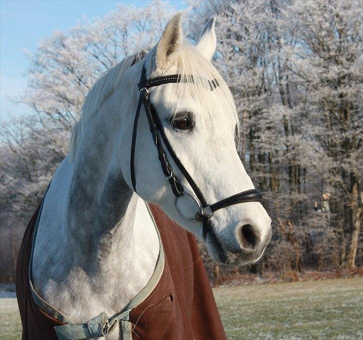 Arabisk fuldblod (OX) El Dominus - Velkommen til min smukke guldklump! billede 1