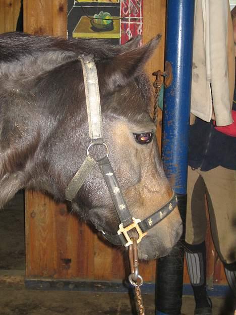 Dartmoor Bell*DØD* billede 5