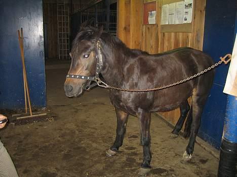 Dartmoor Bell*DØD* billede 6