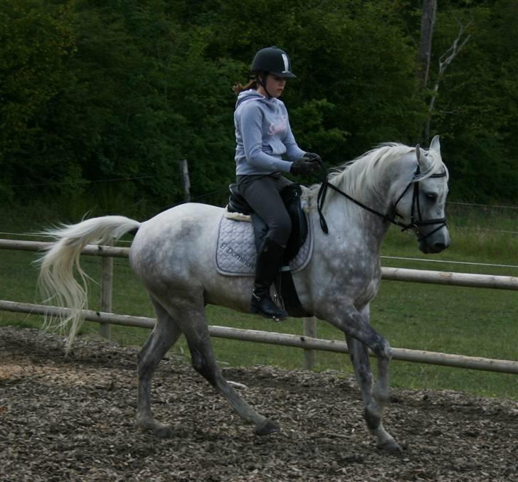 Arabisk fuldblod (OX) El Dominus billede 2