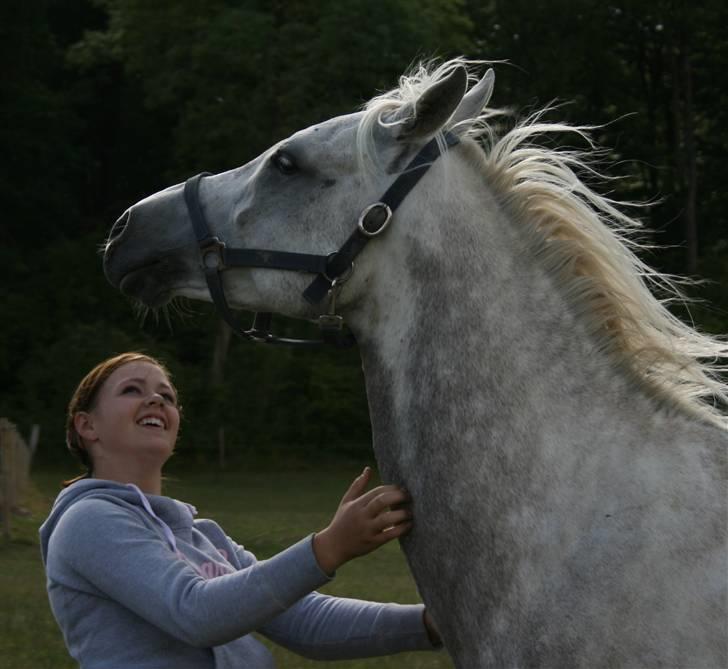 Arabisk fuldblod (OX) El Dominus billede 3