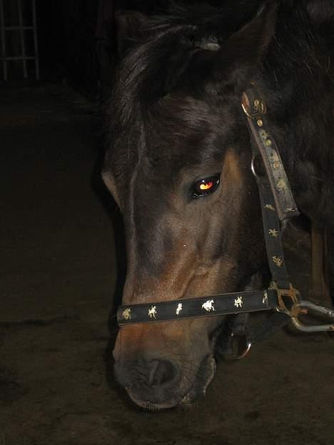 Dartmoor Bell*DØD* billede 7