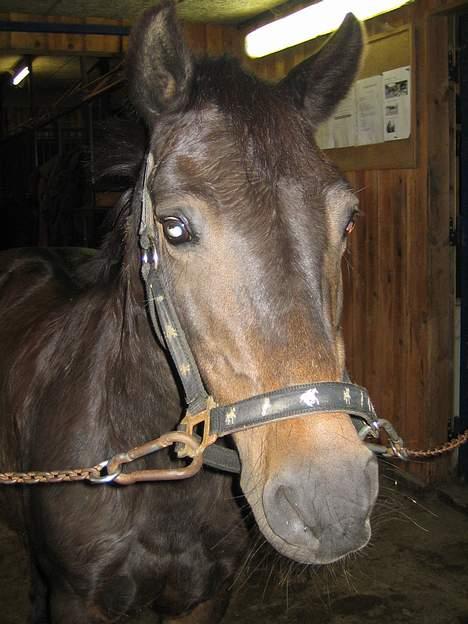 Dartmoor Bell*DØD* billede 10