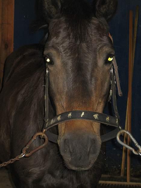 Dartmoor Bell*DØD* billede 11