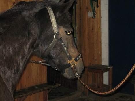 Dartmoor Bell*DØD* billede 12