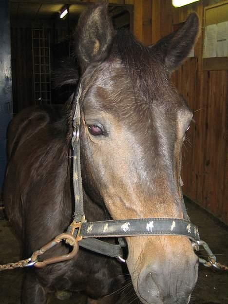 Dartmoor Bell*DØD* billede 13