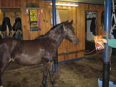 Dartmoor Bell*DØD* billede 14