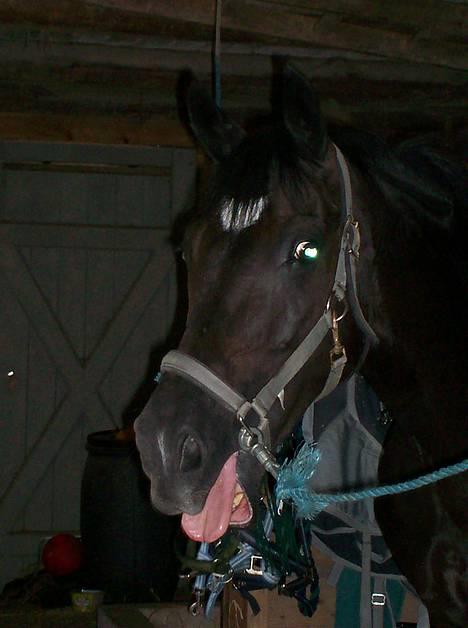 Anden særlig race Borneo 23- aflivet ;( - Uhh, det er dejligt med massage !! billede 2