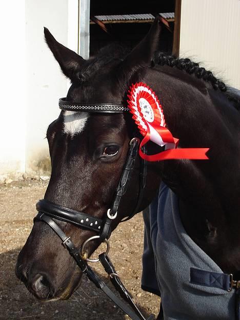 Anden særlig race Borneo 23- aflivet ;( - Nr. 1 i La3 :) billede 5