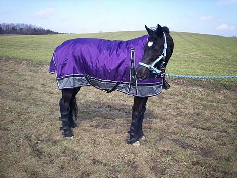 Anden særlig race Borneo 23- aflivet ;( - Bob til stævne, og klar til at køre hjem :) billede 7