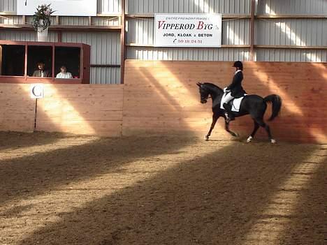 Anden særlig race Borneo 23- aflivet ;( - La4 i Algestrup Sportsrideklub- 65,94 % :-) billede 9