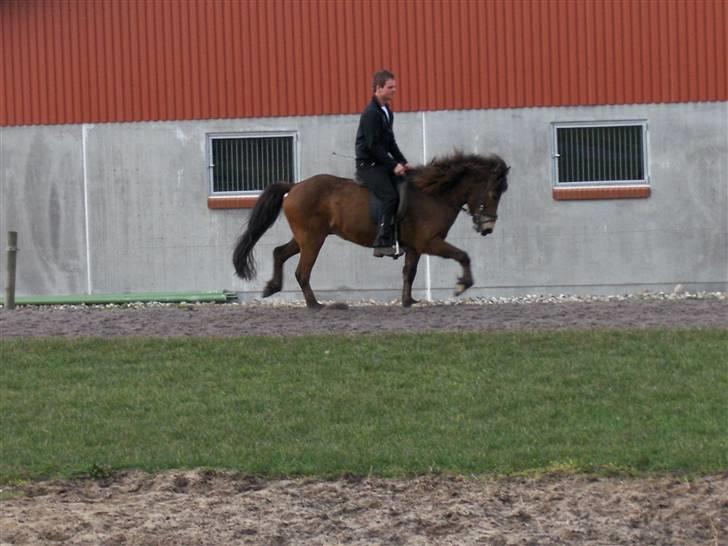 Islænder Ekil Fra Mundelstrup*DØD* - Trav i fuld fart der ud af :) billede 2