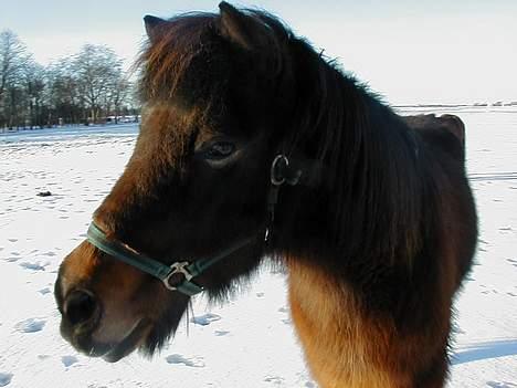 Islænder Jarpur fra Krossi - Jarpur i Vinters... han elsker sne billede 1