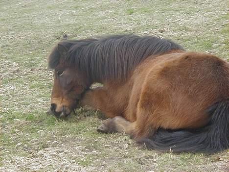 Islænder Jarpur fra Krossi - uhh dejligt at ligge ned.. billede 2