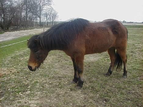 Islænder Jarpur fra Krossi - gå væk jeg er træt |o( billede 3