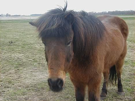 Islænder Jarpur fra Krossi - så smuk han er :) billede 4