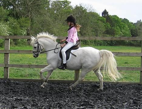Welsh Pony (sec B) Lyngvejens Agent - Smukke Agent og Lucy i galop 06.05.07. Fotograf: Julie M¢ller billede 1