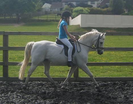 Welsh Pony (sec B) Lyngvejens Agent - Er de ikke bare smukke sammen? Lucy og Agent 20.05.07 billede 2