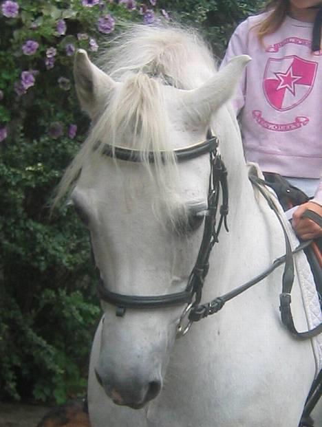 Welsh Pony (sec B) Lyngvejens Agent - Smukke Grunk. billede 3