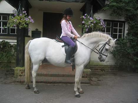 Welsh Pony (sec B) Lyngvejens Agent - Er de ikke fine sammen? billede 5