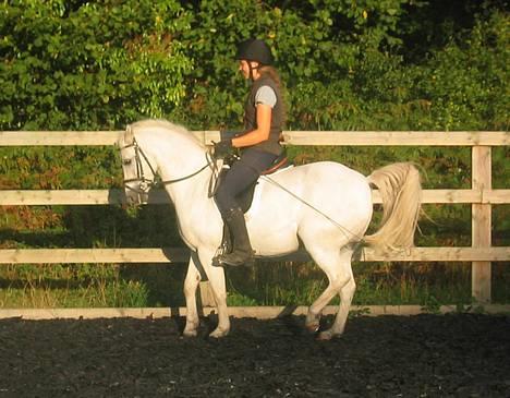 Welsh Pony (sec B) Lyngvejens Agent - Agent og jeg i piaf 29.08.06. Jeg er 168 cm h¢j. billede 6