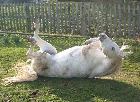 Welsh Pony (sec B) Lyngvejens Agent billede 11