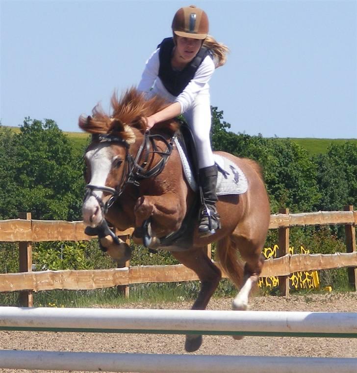 Anden særlig race Donna ¤solgt&savnet¤ - Velkommen til Donnas profil. Egensmesterskab 2008 ~ omspringningen billede 1