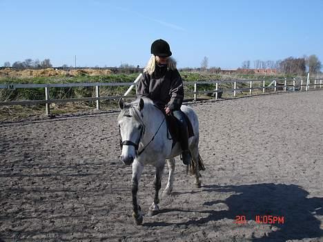 New Forest Nero - min søster på nero:-) billede 12