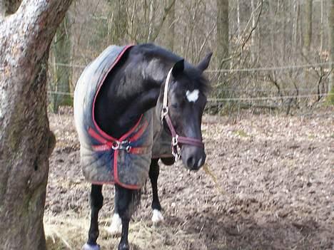 Anden særlig race Borneo 23- aflivet ;( - På jordfolden... billede 12