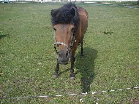 Islænder Jarpur fra Krossi - hu hej.. billede 5