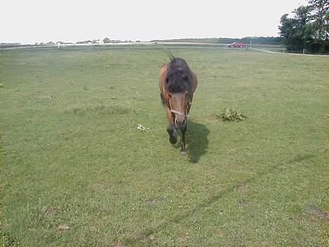Islænder Jarpur fra Krossi - Ja ja jeg kommer nu billede 6