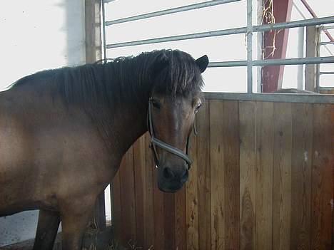 Islænder Jarpur fra Krossi - hov billede 7